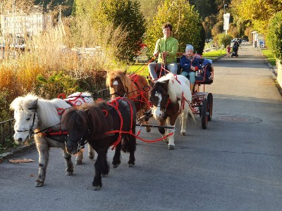Vierspännig Ponyfahren