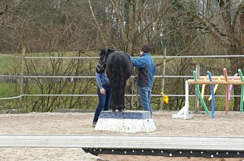 Horseagilitykurs 8. Oktober 2022