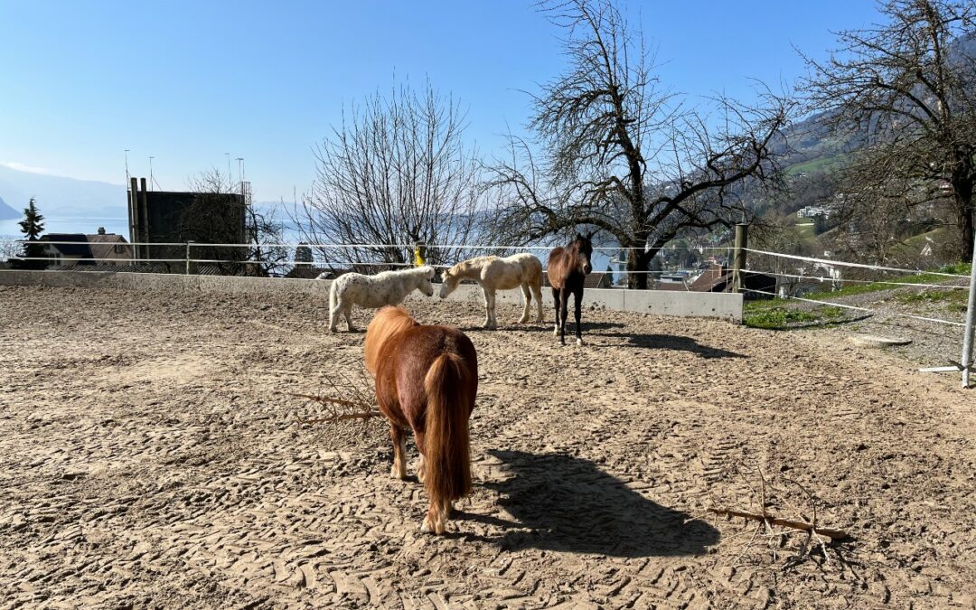 Einzug der Fohlen Sunny und Caitano